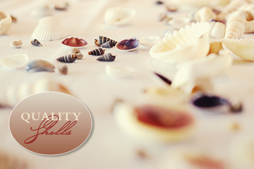 Shells For Your Wedding