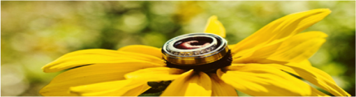 Wedding ring on a vibrant yellow black eyed susan