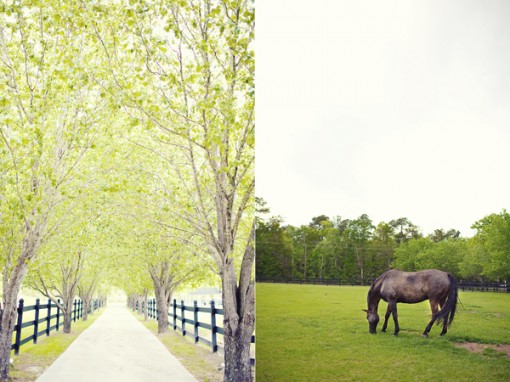 Horse grazing in pasture, tree-lined driveway entrance