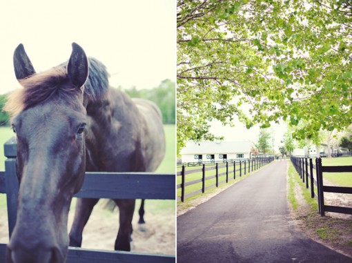 Horse behind the fence with a view of a long road in a sunny field