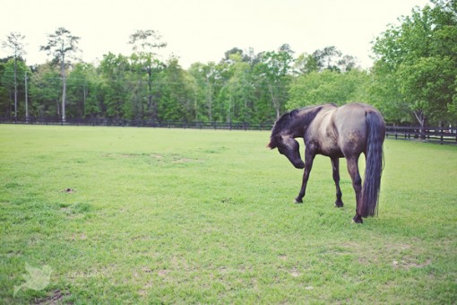 Horse grazing in a green field, gently scratching its face