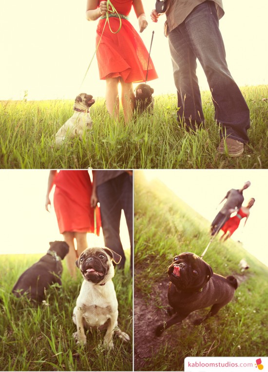 Couple walking pugs in a grassy field, golden hour sunlight