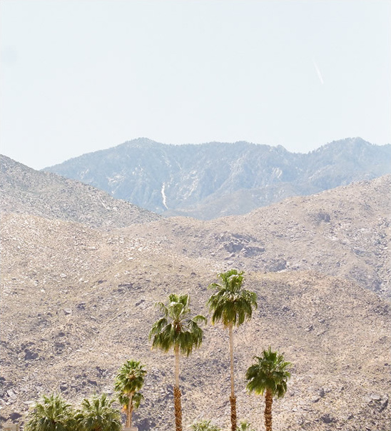 Palm trees against a backdrop of mountain desert scenery