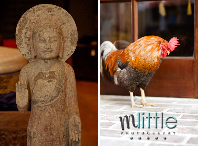 Ancient Buddha statue and colorful rooster contrast