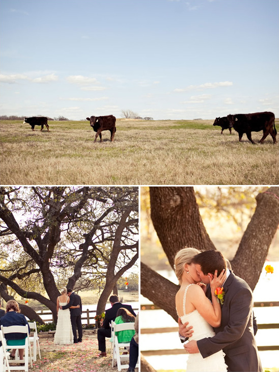 Wedding day with cows in field and happy couple kissing