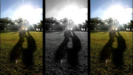 Dog playing in the sun, creating a shadow on the green lawn