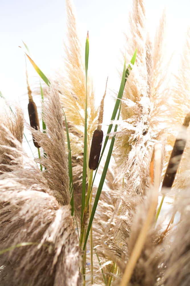malibu-graphic-designers-wedding