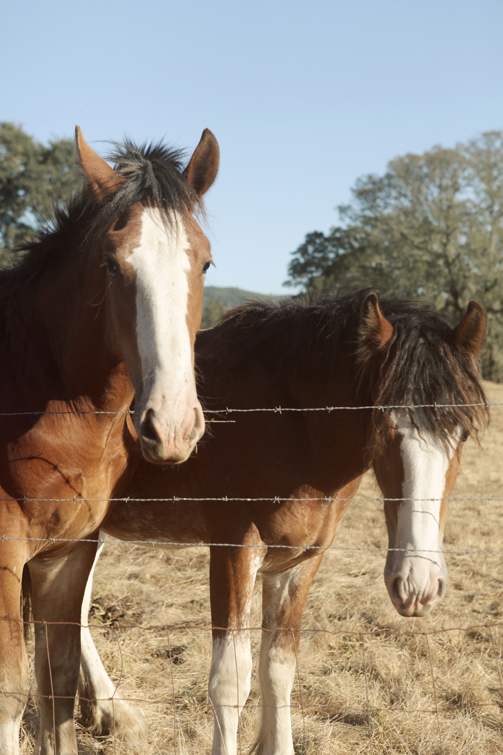 handmade-california-ranch-wedding