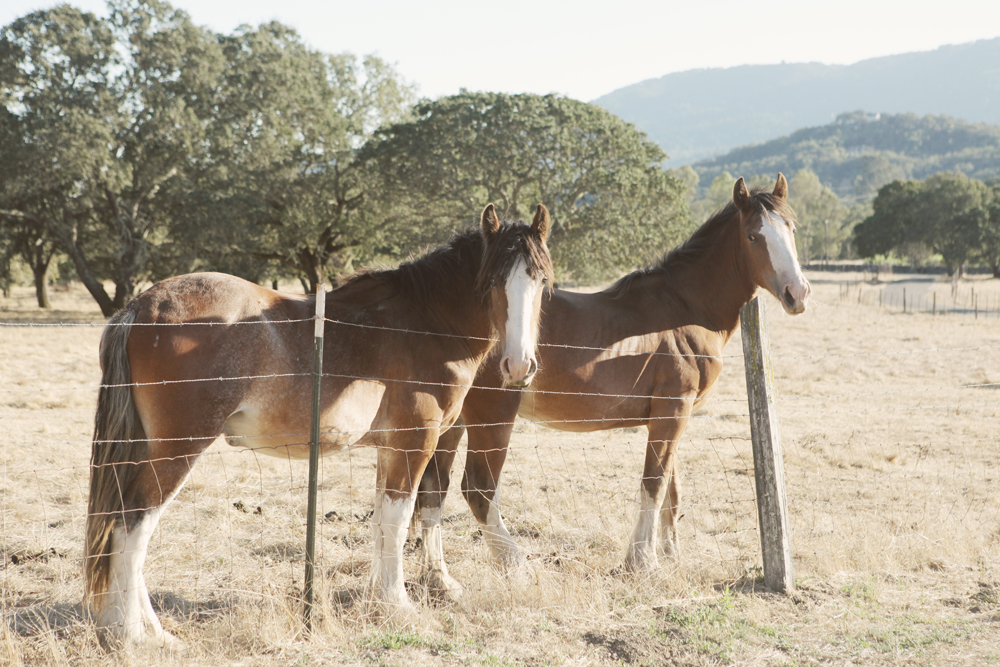 handmade-california-ranch-wedding