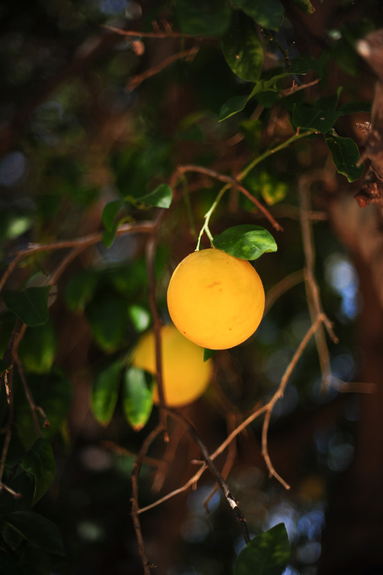 orcutt-ranch-wedding-with-diy-details