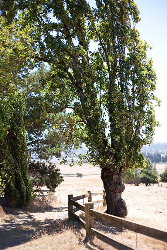 rustic-petaluma-farm-wedding