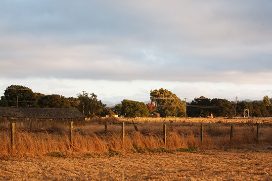 rustic-petaluma-farm-wedding