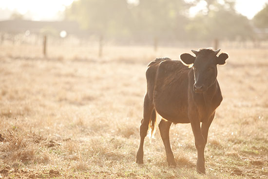 rustic-petaluma-farm-wedding