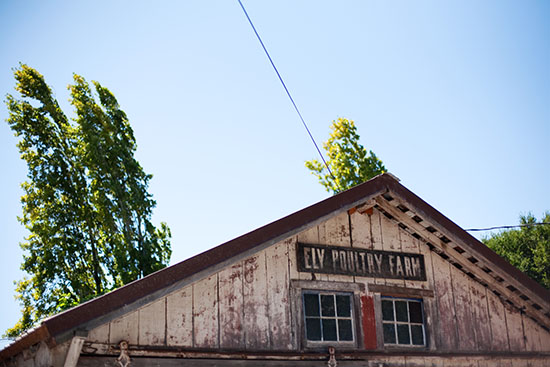 rustic-petaluma-farm-wedding