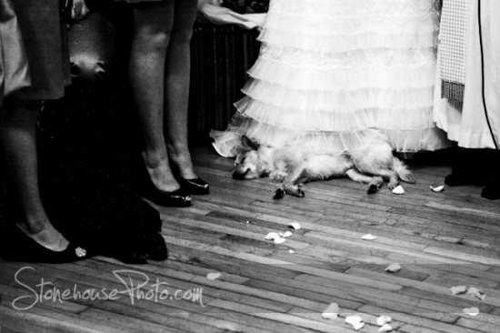 A beatiful winter wedding with a very tired best - dog.