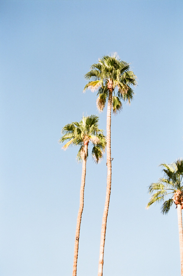 elegant-viceroy-wedding-from-lane