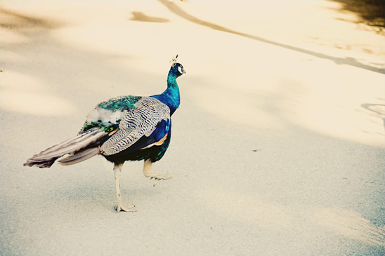 Vibrant peacock struts across sunlit pavement
