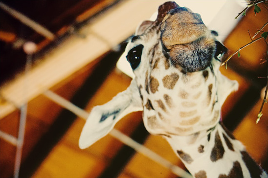 Close up view of a cute giraffe looking upward