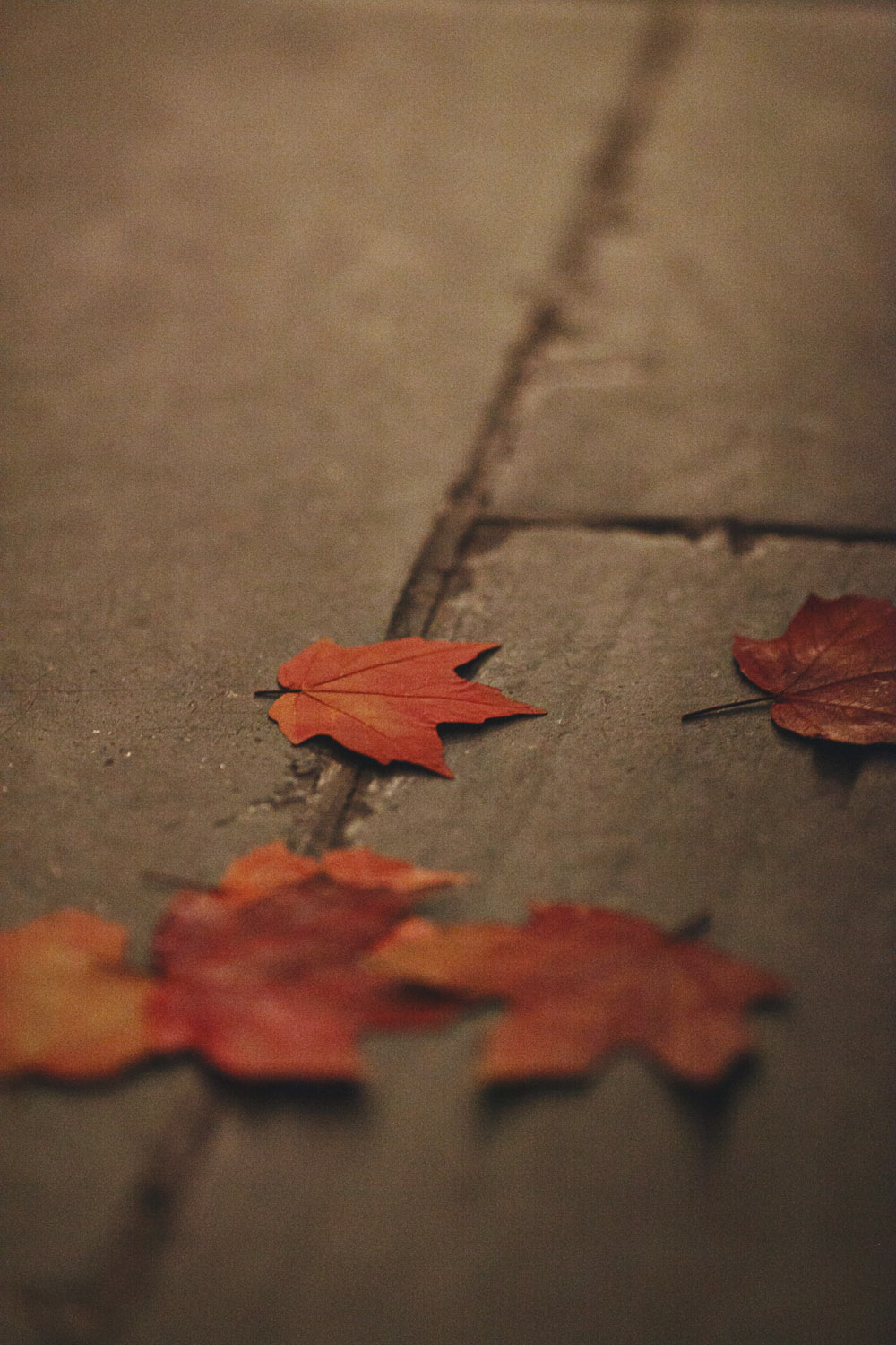 woodland-theme-fall-wedding-from-ulmer