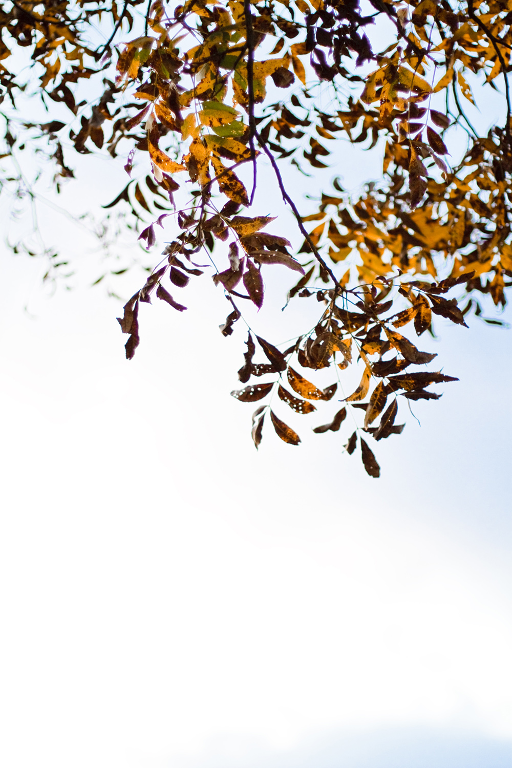 houston-wedding-photographers-mustard