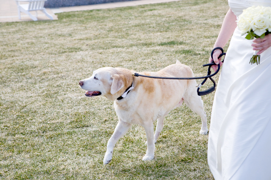 Bride with dog at outdoor wedding ceremony, elegant and beautiful