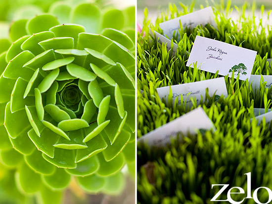 Succulent plant and place cards in wheatgrass display