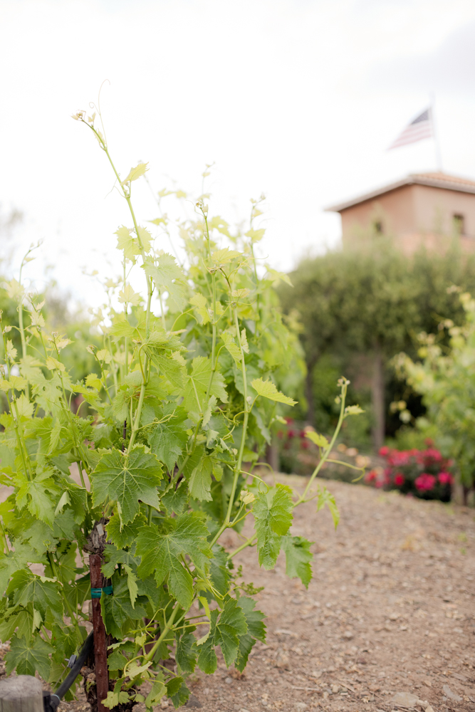 pale-pink-wine-country-wedding-from