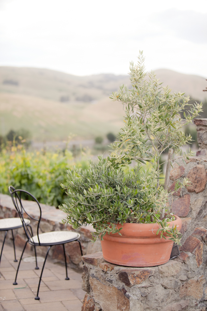 pale-pink-wine-country-wedding-from