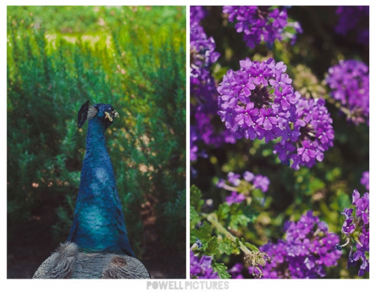 Peacock Inspired Wedding - Dallas Ft Worth Wedding Photography