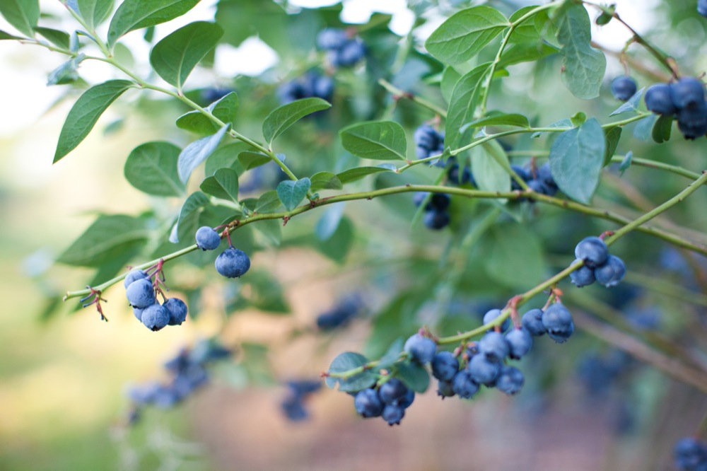 blueberry-fields-wedding-by-sarah-de