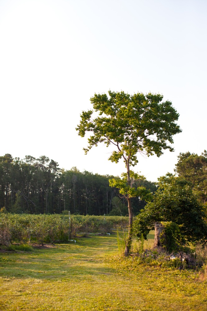 blueberry-fields-wedding-by-sarah-de