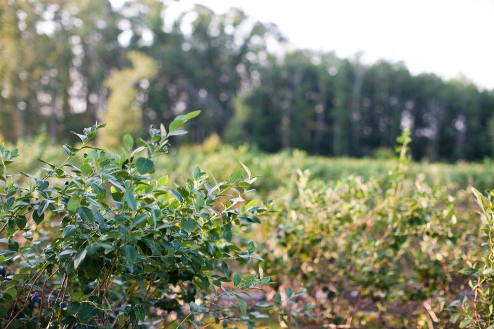 blueberry-fields-wedding-by-sarah-de