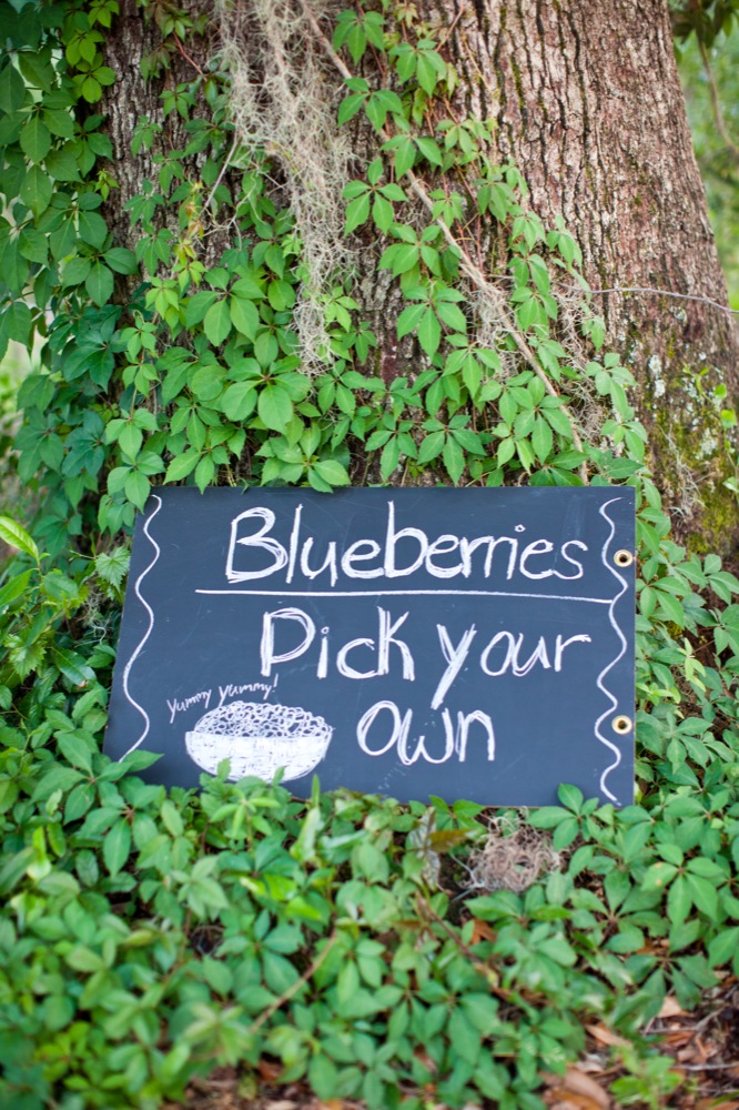 blueberry-fields-wedding-by-sarah-de