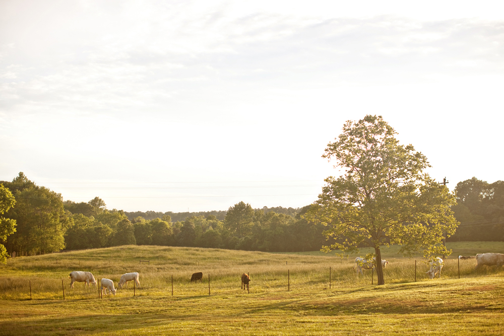 south-carolina-barnyard-wedding