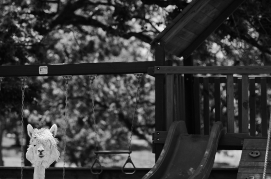 Alpaca near playground swings