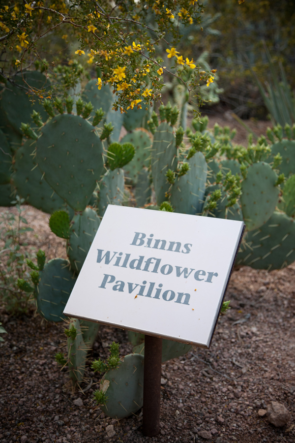 desert-botanical-garden-wedding
