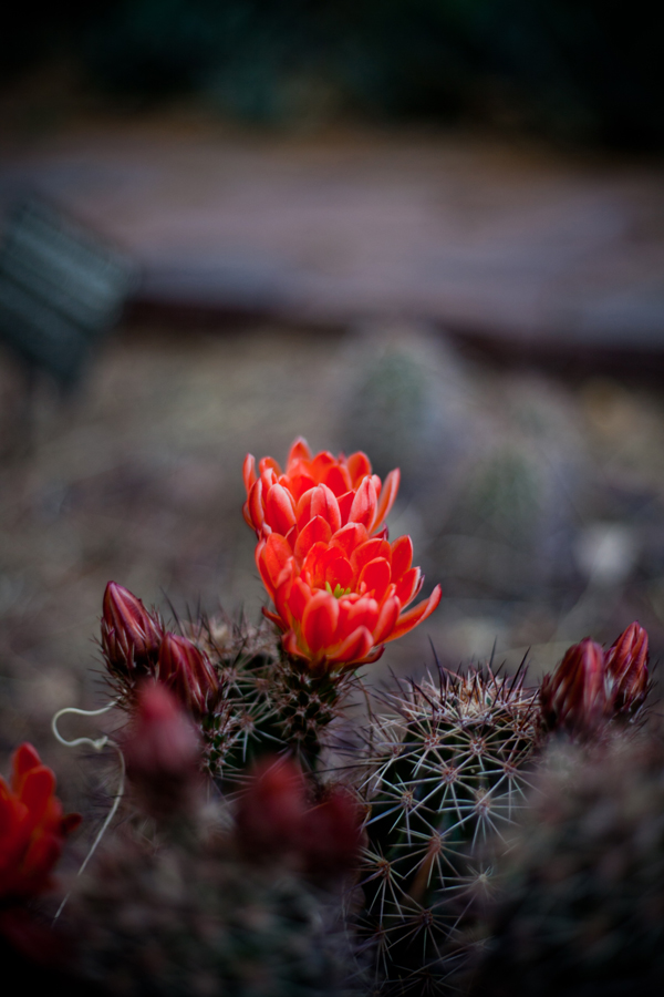 desert-botanical-garden-wedding