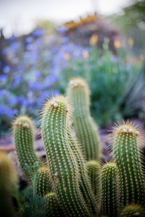 desert-botanical-garden-wedding
