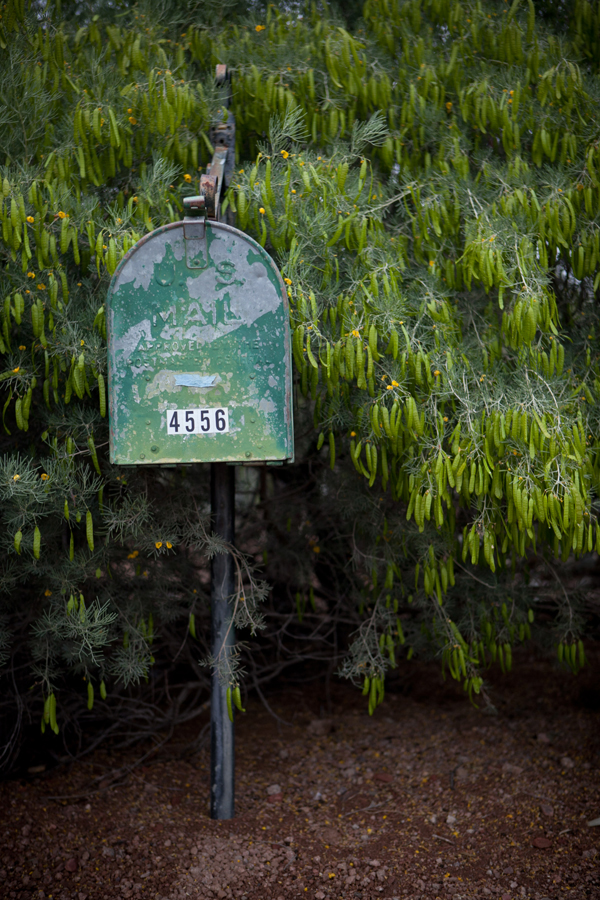 desert-botanical-garden-wedding