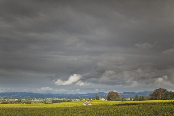 rainy-sonoma-wedding-by-zach-anderson