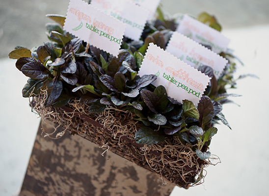 Planted favors: dark leafy greens in rustic pot