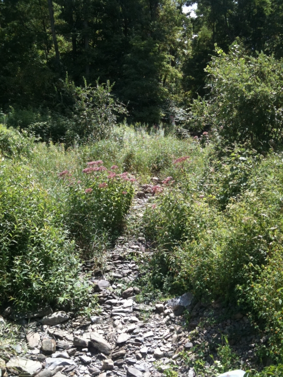 Forest path with wildflowers and rocky creek bed