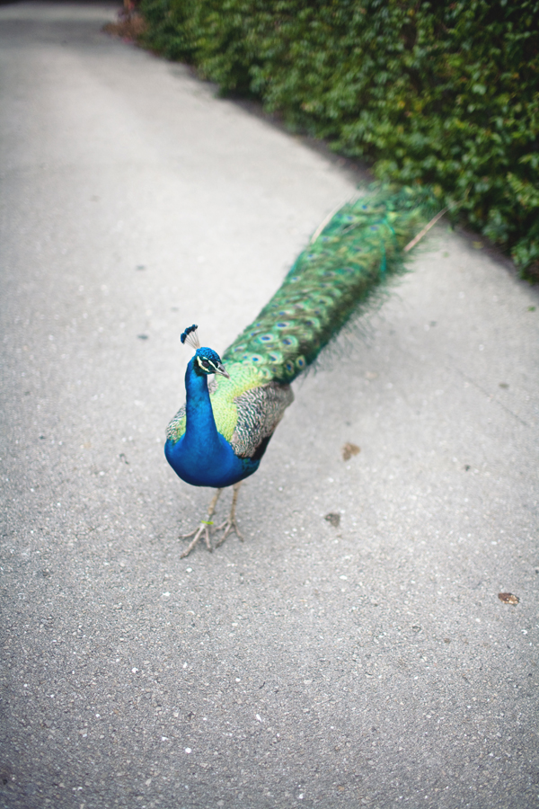 bohemian-zoo-wedding-by-shannon-mathis