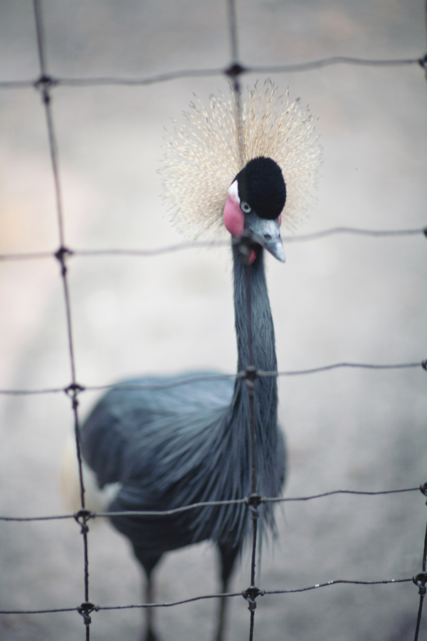 bohemian-zoo-wedding-by-shannon-mathis