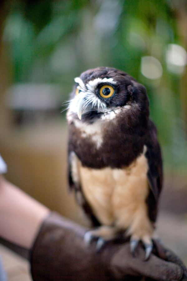 bohemian-zoo-wedding-by-shannon-mathis