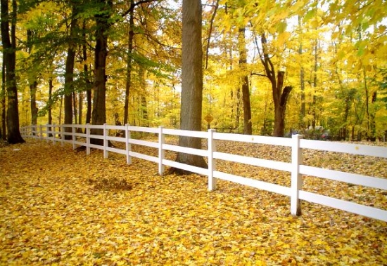 White fence line through a forest in the peak of autumn