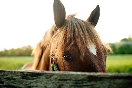 Brown horse head behind fence