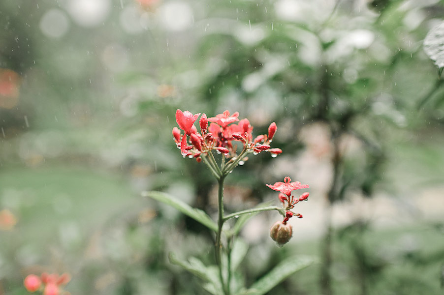 homegrown-secret-garden-wedding