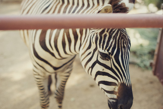 Zebra portrait close up at a fence in the zoo