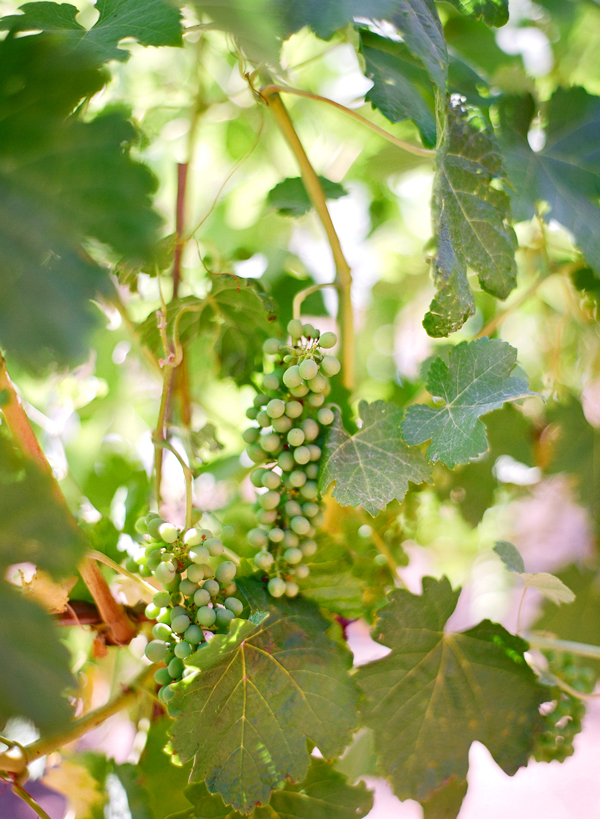 vineyard-purple-and-yellow-wedding